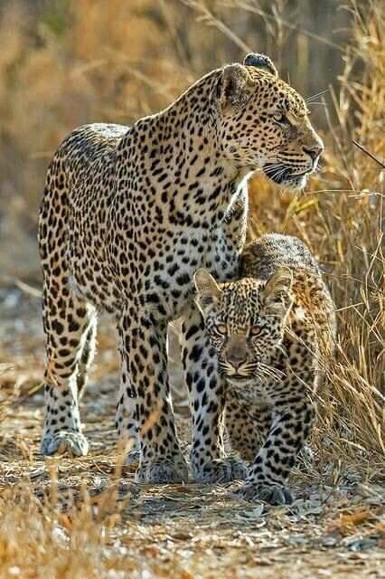 AMAZÔNIA BRASILEIRA : JORNADA ECOLÓGICA DE CONSCIENTIZAÇÃO.  PULMÃO MUNDIAL. PRESERVE E CUIDE DA FAUNA E FLORA BRASILEIRA. https://www.youtube.com/watch?v=0avPhg0B93g. VAMOS REPLANTAR URGENTEMENTE NOSSAS VERDES MATAS E FLORESTAS .