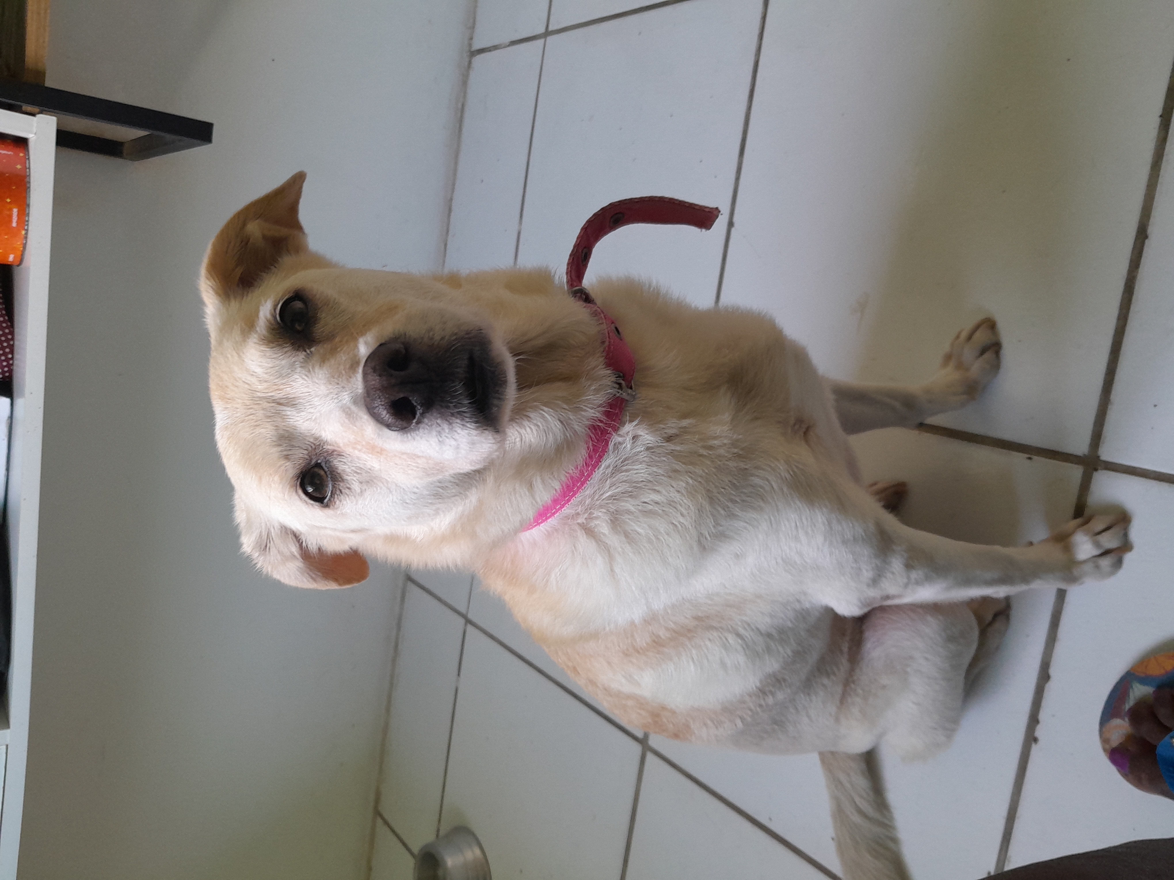 CADELA DE RUA  /  MEL PARA ADOÇÃO CONSCIENTE 71988767722