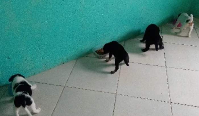 AU AU CANIL SOLIDÁRIO  NO FACEBOOK DOAÇÕES  PIX  AJUDA RAÇÕES R$ 5,00 CONTATO 71988767722 NUBANK MARIA CRUZ. https://www.facebook.com/groups/canilsolidario   AU AU CANIL SOLIDÁRIO 3 TODOS PARA ADOÇÃO 71988767722 MARIA CRUZ  / SALVADOR BAHIA  https://photos.google.com/share/AF1QipNwp6F1CLBBOfmxnhmVJ1uMgNscqqW2ga8ULtIf9D_cK4wBle081LQQ2HT4v5qMyw?key=VjlMM29qUXFvT20xV1dBdVpYYk9mU1ZYSEsyZjV3