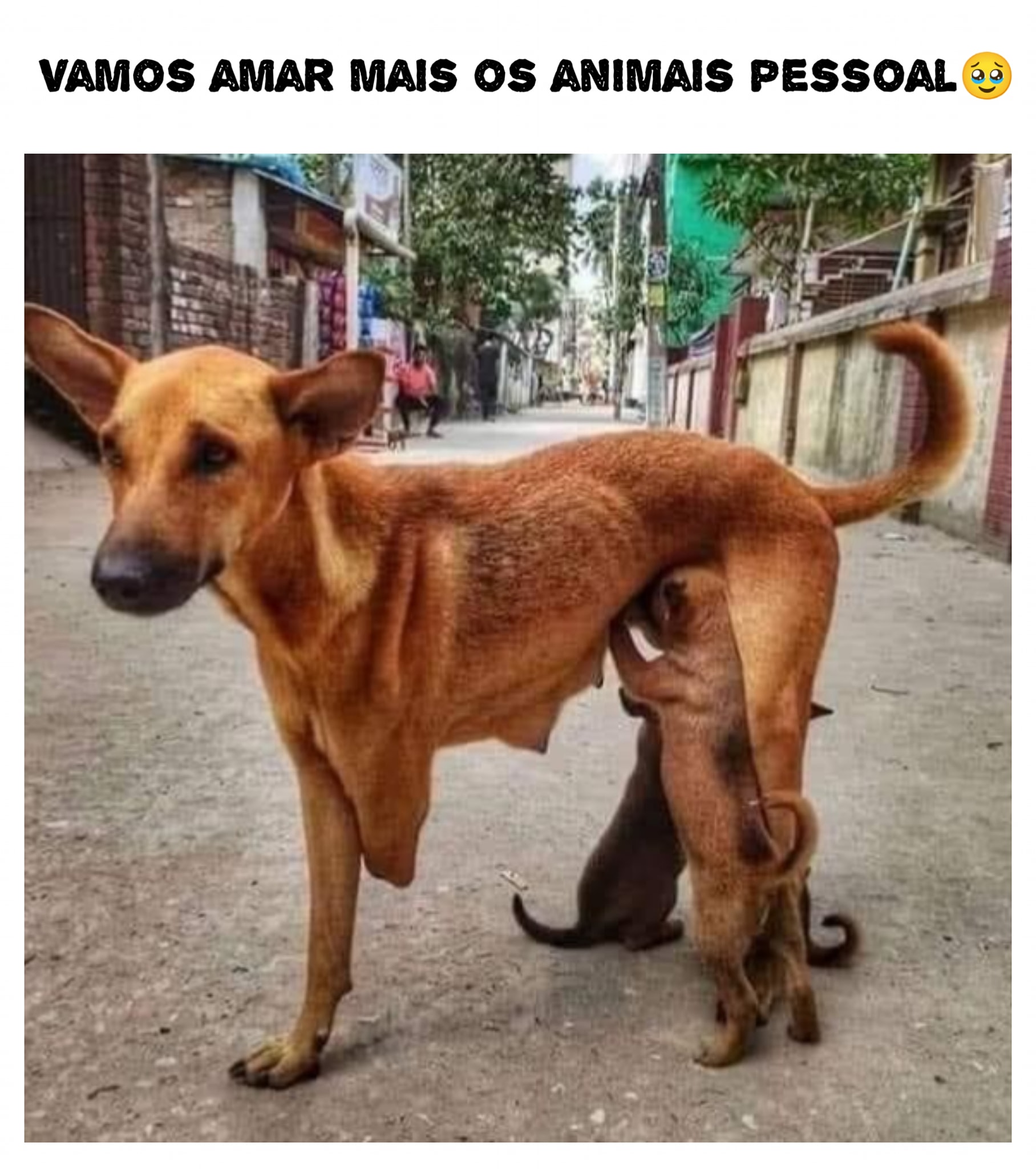 aU AU CANIL SOLIDÁRIO : para ajudar  com rações, material de higiene, medicamentos  e transporte LEMBRETE ✈️ 🍀PIX 71988767722 NUBANK  🚩🏃🏻‍♀Caixa Econômica Federal,  agência 4111, conta poupança 000870991009.1, MARIA RITA CRUZ ou mrcruz9027@gmail.com pix banco do brasil ou 719988767722 nubank