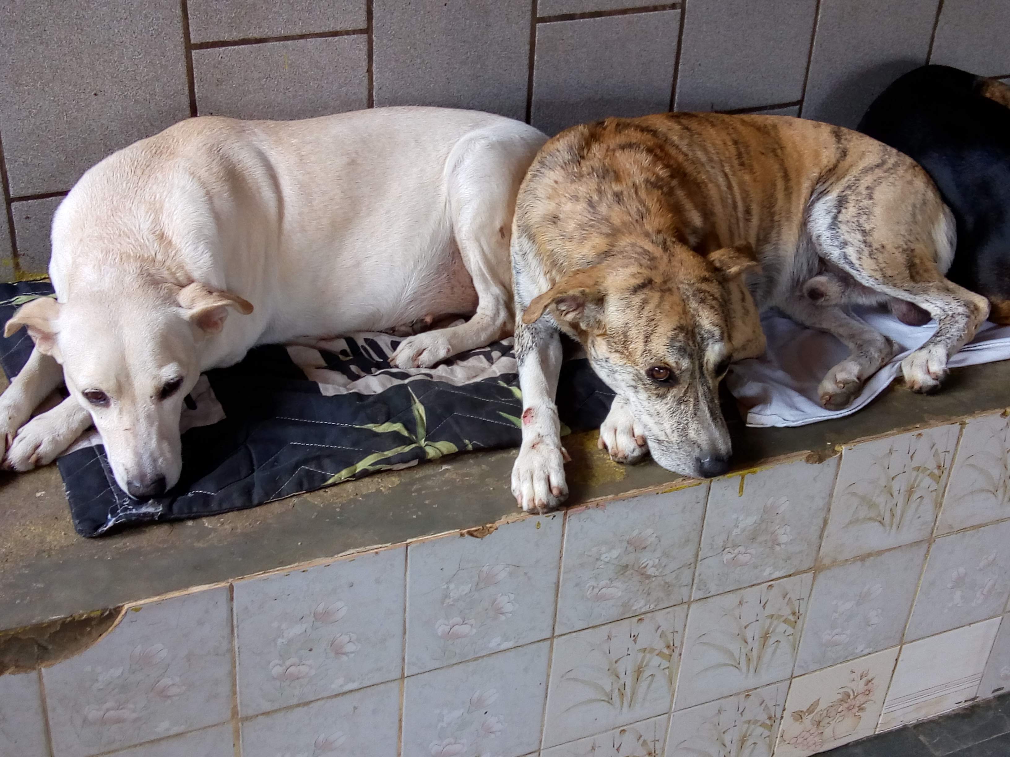 ASSISTA  A LIVE DE MARIA CRUZ  LIVRO 2. AU  AU✈️✈️DINDA BOM DIA. ESTOQUE ZERO : 🍀AU AU CANIL SOLIDÁRIO : ESTOQUE ZERO : 🐶✈️🍀🐕‍🦺ESTAMOS SEM RAÇÕES, MEDICAMENTOS E MATERIAL DE HIGIENE,  E NECESITANDO DE DOAÇÃO DE RAÇÕES E MEDICAMENTOS E PARA PAGAR A ÁGUA DO LOCAL. https://www.facebook.com/groups/canilsolidario precisamos urgente de rações..71988767722 contrato  e pix nubank maria cruz.   https://www.youtube.com/watch?v=PrkNpn7boPg EM PROL DA SOLIDARIEDADE HUMANA , ESPECIAL PETS CÃES DE RUA . PIX E CONTATO DE AJUDA 71988767722