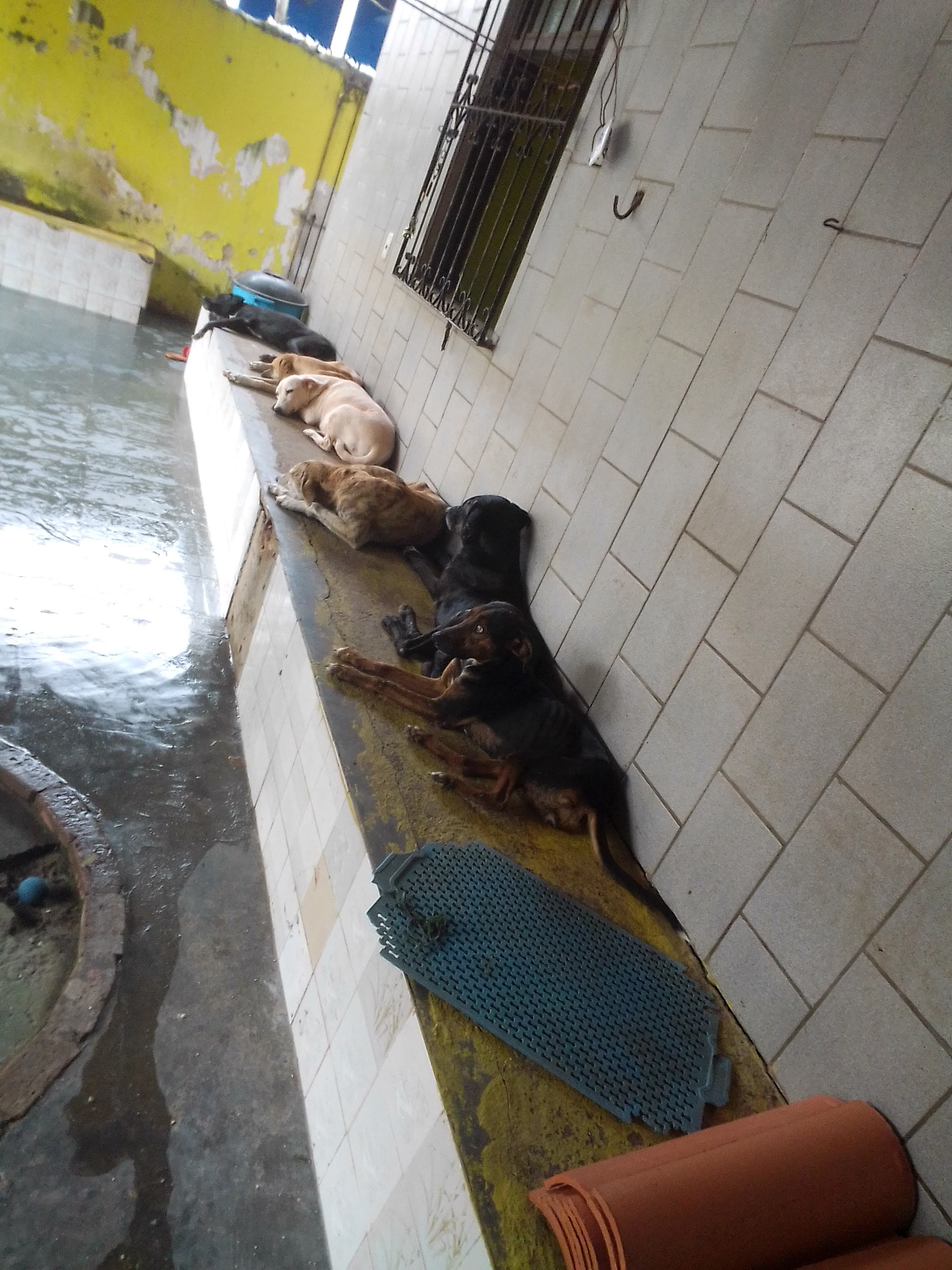 AU AU CANIL SOLIDÁRIO  DOAÇÕES  RAÇÕES PIX 71988767722 https://www.facebook.com/groups/canilsolidario