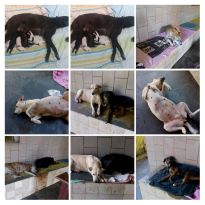 🍀AU AU CANIL SOLIDÁRIO : https://www.instagram.com/p/CfI29-DOKXm/. ESTOQUE ZERO :https://www.facebook.com/au.au.canil.solidario  🐶✈️🍀🐕‍🦺https://www.instagram.com/auaucanilsolidario   ESCOTEIROS : Quer participar deste excelente grupo imeditamente e ajudar os cães de rua ?  Então faça uma Doação de R$3,00 real PIX mrcruz9072@gmail.com BB MARIA CRUZ. Envie o comprovante para o mesmo número. Este valor é para  compra de rações e medicamentios