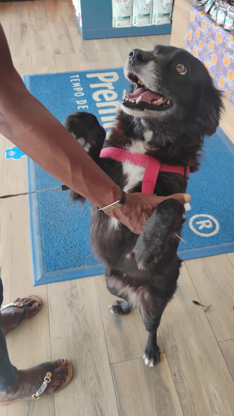 aU AU CANIL SOLIDÁRIO : para ajudar  com rações, material de higiene, medicamentos  e transporte LEMBRETE ✈️ 🍀PIX 71988767722 NUBANK  🚩🏃🏻‍♀Caixa Econômica Federal,  agência 4111, conta poupança 000870991009.1, MARIA RITA CRUZ ou mrcruz9027@gmail.com pix banco do brasil ou 719988767722 nubank